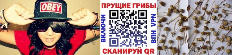 Галлюциногенные грибы GOLDEN TEACHER  omg tor  Трёхгорный  где найти наркотики 